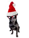 Cute black dog santa claus hat christmas isolated Royalty Free Stock Photo