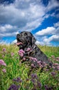 cute black dog on summer nature background Royalty Free Stock Photo