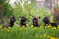 Cute black dog tall grass and yellow flowers. French Bulldog Puppies in a city park