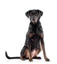 Cute black dog with tan markings