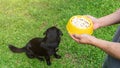 Cute black dog waiting for feeding from man Royalty Free Stock Photo