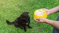 Cute black dog waiting for feeding from man Royalty Free Stock Photo