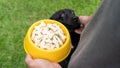 Cute black dog waiting for feeding from man Royalty Free Stock Photo