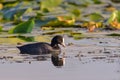 Cute black duck Eurasian Coot / Fulica atra