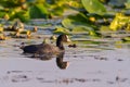 Cute black duck Eurasian Coot / Fulica atra