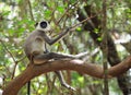A cute Black-faced Langur monkey sitting on a tree branch Royalty Free Stock Photo