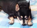 Cute black fat lovely miniature pincher dog with brown dog eyes curious face Royalty Free Stock Photo