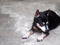 Cute black fat lovely miniature pincher dog with brown dog eyes curious face Royalty Free Stock Photo