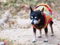 cute black fat lovely miniature pincher dog making curious face portrait outdoor on country home floor Royalty Free Stock Photo