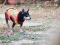 cute black fat lovely miniature pincher dog making curious face portrait outdoor on country home floor Royalty Free Stock Photo