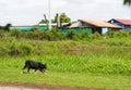 Cute black fat lovely miniature pincher dog making curious tired face selective focus running outdoor Royalty Free Stock Photo