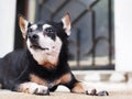 Cute black fat lovely old age miniature pinscher dog with brown dog eyes lonesome face close up resting outdoor Royalty Free Stock Photo