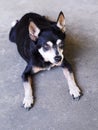 Cute black fat lovely old age miniature pinscher dog with brown dog eyes lonesome face close up resting outdoor Royalty Free Stock Photo