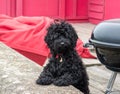 A cute black fluffy dog looking at camera