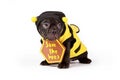 Cute black French Bulldog dog puppy dressed up with bee costume and \'Save the bees\' sign Royalty Free Stock Photo