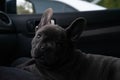Cute black French bulldog sitting on its owner's lap on the passenger seat in a car Royalty Free Stock Photo
