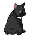 Cute black french bulldog sitting