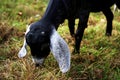 Cute Black Goat Kid Eating Fall Grass Royalty Free Stock Photo