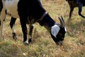 Cute Black Goat Kid With Horns Eating Fall Grass Royalty Free Stock Photo