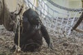 Cute black gorilla sitting on the ground near a hammock Royalty Free Stock Photo