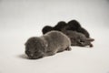 Cute black and gray cats sleep on white background