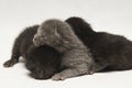 Cute black and gray kittens sleep on white background
