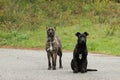 Cute black and grey dogs