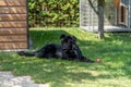 Cute Black Guard Dog Laying On The Grass In Front Of A House