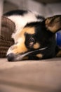 Cute black headed tri color Pembroke Welsh Corgi laying on the floor looking sleepy