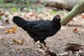 Cute black Hen looking me crucially Royalty Free Stock Photo