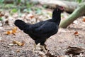 Cute black Hen Royalty Free Stock Photo