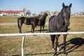 Cute black horse standing behind fence on background of  hippodrome and other horses. Portrait of beautiful horse in farm. Royalty Free Stock Photo