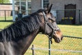 Cute black horse standing behind fence on background of hippodrome and other horses. Portrait of beautiful horse in farm Royalty Free Stock Photo