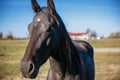 Cute black horse standing behind fence on background of  hippodrome. Portrait of beautiful horse in farm, face closeup. Adoption Royalty Free Stock Photo