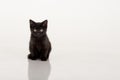Cute black kitten against white background