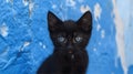 Cute black kitten with blue eyes by a blue wall. Royalty Free Stock Photo