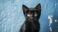 Cute black kitten with blue eyes by a blue wall. Royalty Free Stock Photo