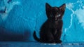 Cute black kitten with blue eyes by a blue wall. Royalty Free Stock Photo