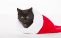 Cute black kitten in Christmas stocking Royalty Free Stock Photo