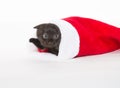 Cute black kitten in Christmas stocking Royalty Free Stock Photo