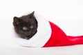 Cute black kitten in Christmas stocking Royalty Free Stock Photo