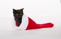 Cute black kitten in Christmas stocking Royalty Free Stock Photo