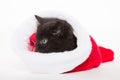 Cute black kitten in Christmas stocking Royalty Free Stock Photo