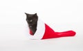 Cute black kitten in Christmas stocking Royalty Free Stock Photo