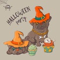 Cute black kitten and dog wearing funny and fancy Halloween hats laying with an illuminated jack-o-lantern pumpkin