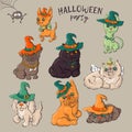 Cute black kitten and dog wearing funny and fancy Halloween hats laying with an illuminated jack-o-lantern pumpkin