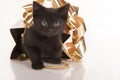 Cute black kitten in gold gift bag Royalty Free Stock Photo