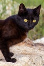 Cute black kitten with large white eyes sitting on textured street Royalty Free Stock Photo