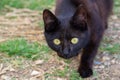 Cute black kitten with large white eyes sitting on textured street Royalty Free Stock Photo