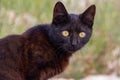 Cute black kitten with large white eyes sitting on textured street Royalty Free Stock Photo